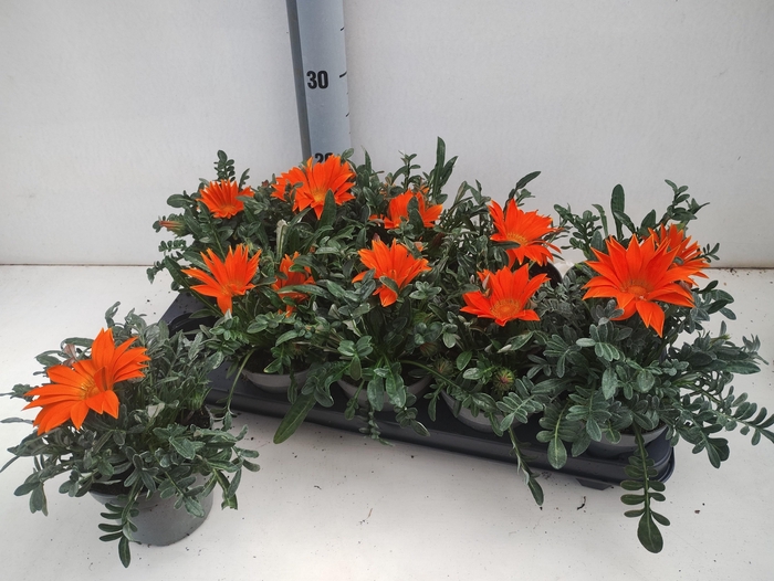 <h4>GAZ KISS ORANGE</h4>