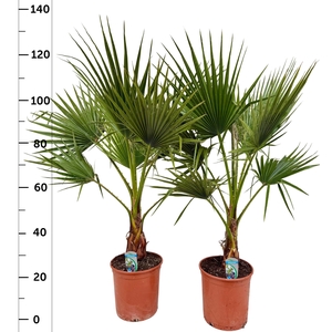 WASHINGTONIA FILIFER