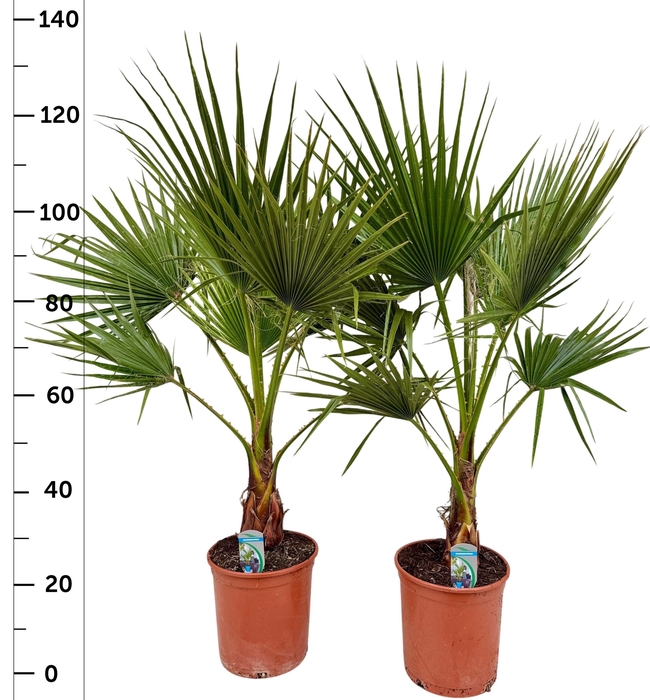 <h4>WASHINGTONIA FILIFER</h4>