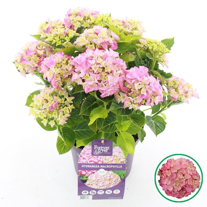 <h4>Hydrangea macr. Forever & Ever® Roze C5 (23cm.) Kn.</h4>