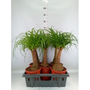 Beaucarnea recurvata