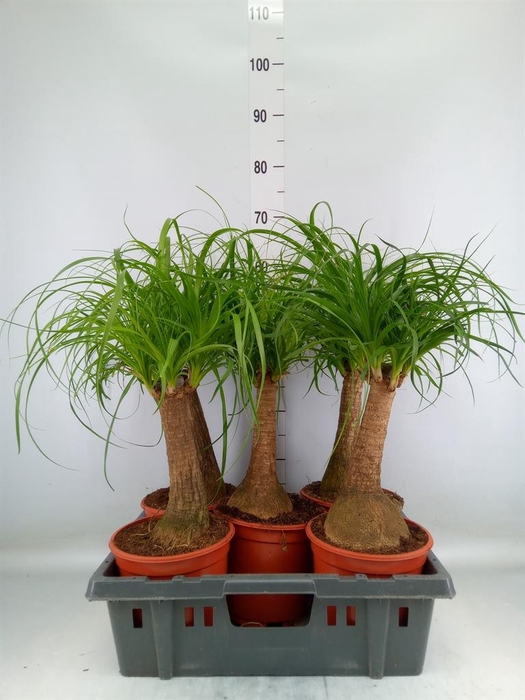 <h4>Beaucarnea recurvata</h4>