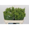 Solidago Golden Glory