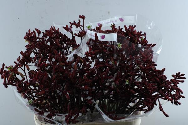 <h4>Anigoz Early Spring (rood)</h4>