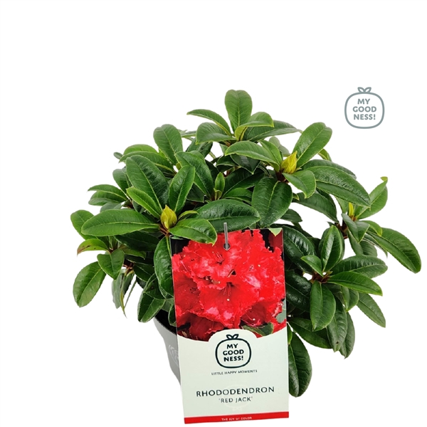 <h4>Rhododendron 30-35 /2 liter 'Red Jack'</h4>