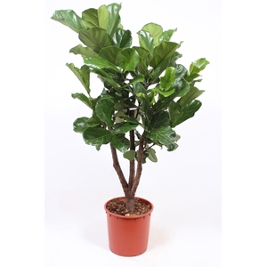 Ficus Lyrata Vertakt