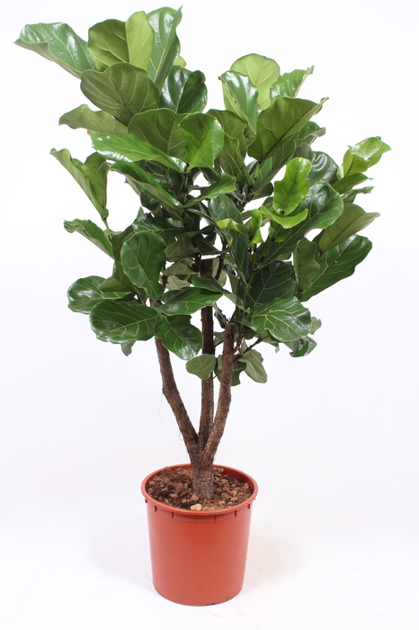 <h4>Ficus Lyrata Vertakt</h4>