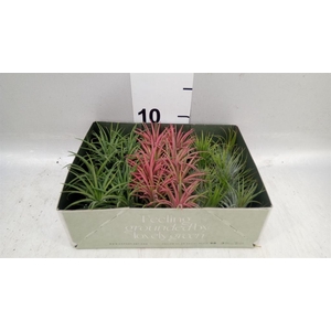 Tillandsia