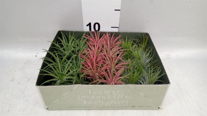 <h4>Tillandsia</h4>