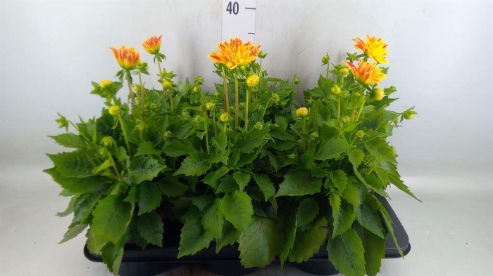 <h4>Dahlia  'Hypnotica Candy Corn'</h4>
