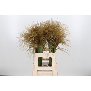 Misc Sin White Cloud