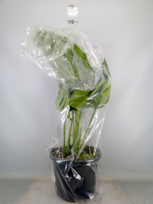 <h4>Monstera delic.</h4>