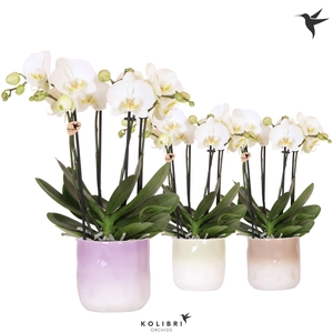 Kolibri Orchids Phalaenopsis Jewel Ghent 4 spike in Gradience pot mix