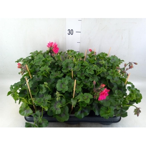 Pelargonium pelt.   ...