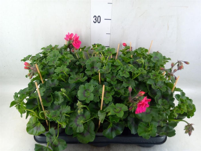 <h4>Pelargonium pelt.   ...</h4>