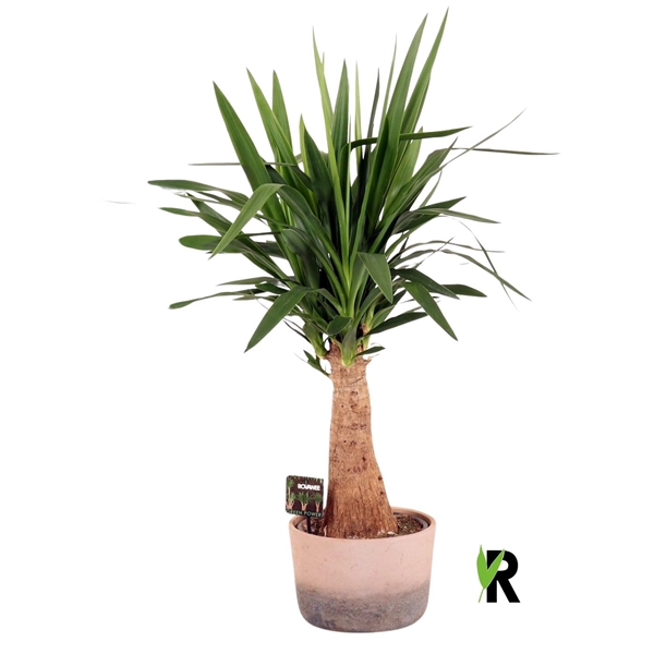 <h4>Yucca elephantipes rechte stam in keramiek terra cotta</h4>