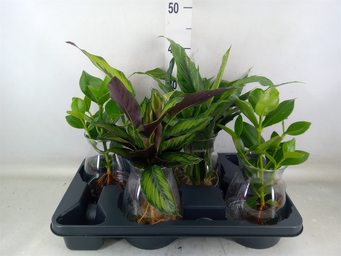 <h4>Planten  ..mix</h4>