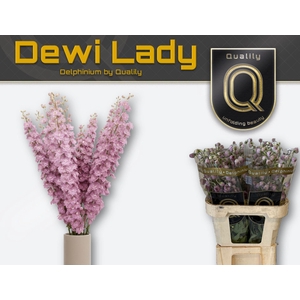 Delphinium DU 'Dewi Lady'