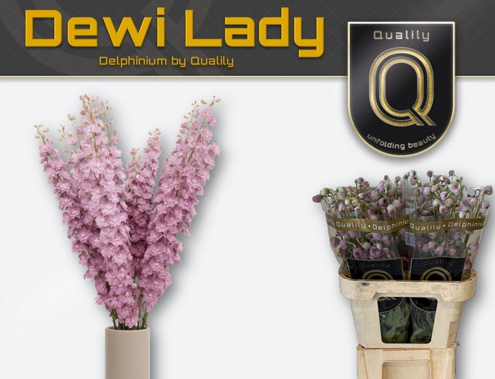 <h4>Delphinium DU 'Dewi Lady'</h4>