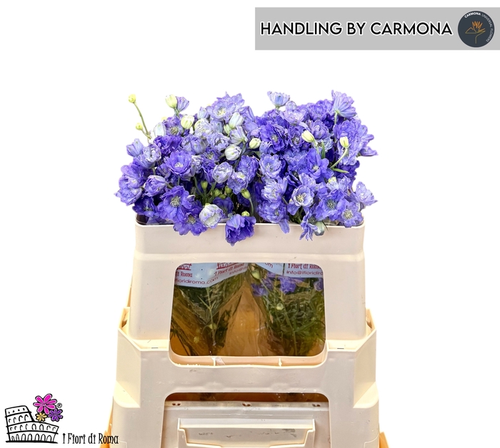 <h4>DELPH EN M LAVENDER</h4>
