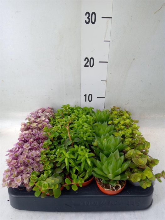 <h4>Planten  ..mix</h4>