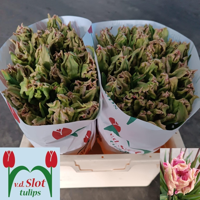 <h4>TU PA FLAMINGO QUEEN</h4>