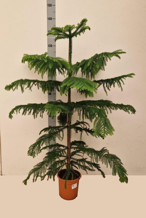 <h4>ARAU HETEROPHYL</h4>