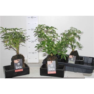 Arr Kamerpl Lava Groen H%