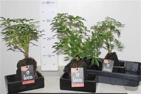 <h4>Arr Kamerpl Lava Groen H%</h4>