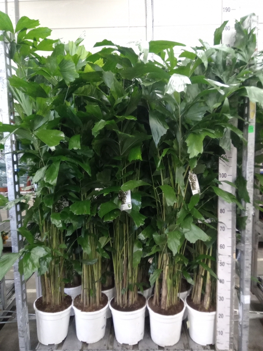 <h4>Caryota mitis</h4>
