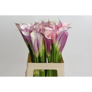 Zantedeschia Eydolls Purple White