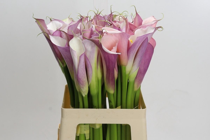 <h4>Zantedeschia Eydolls Purple White</h4>