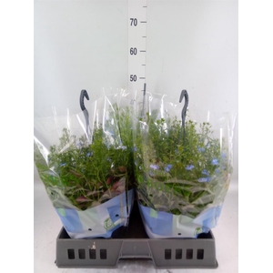 Lobelia erin. 'SummLov Sky Angel'