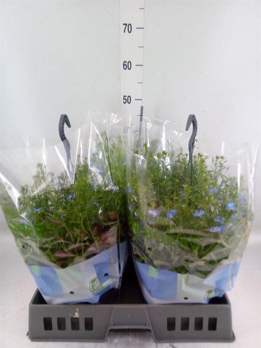 <h4>Lobelia erin. 'SummLov Sky Angel'</h4>