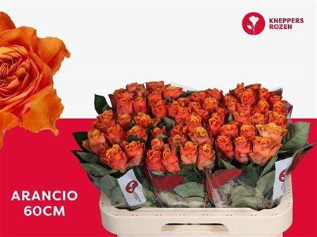 <h4>R Gr Arancio</h4>