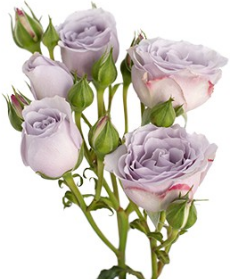 <h4>R Tr Silver Mikado Lavender 40cm EC</h4>