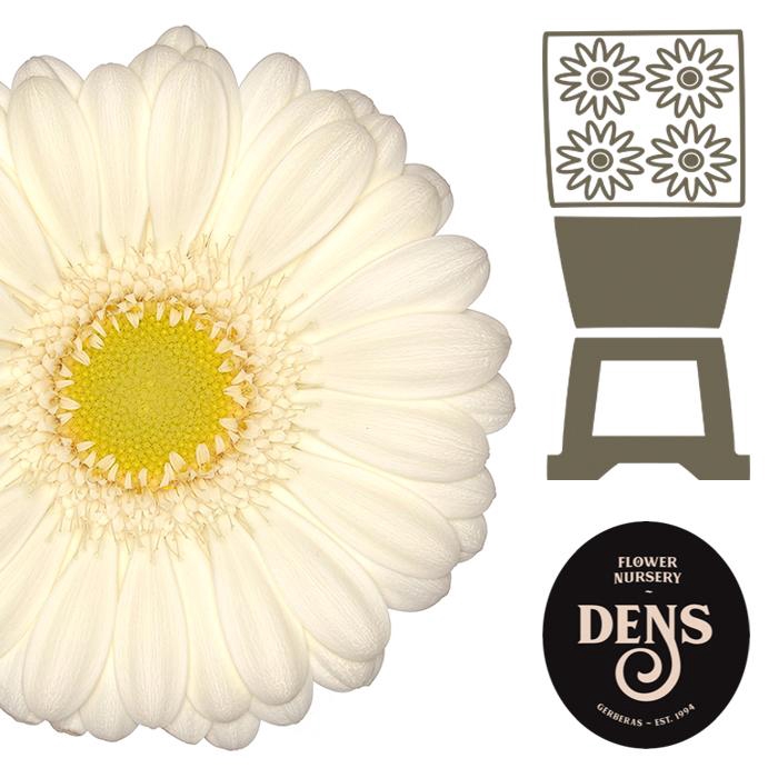 <h4>Germini Albino Diamond</h4>