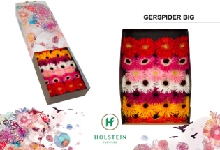 Gerbera MIS 'Dunga'