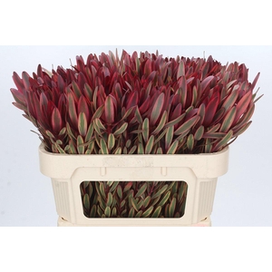 Leucadendron Jester