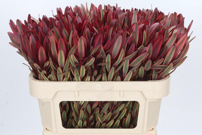 Leucadendron Jester