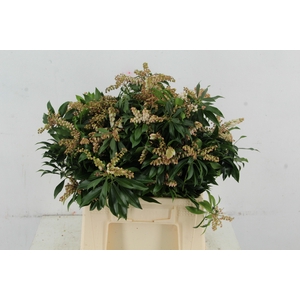 PIERIS ROZE/WIT BLOEIEND PER BUNCH