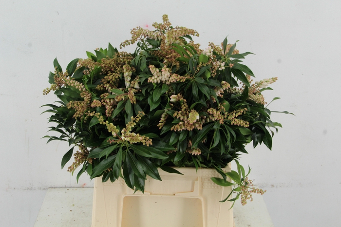 <h4>PIERIS ROZE/WIT BLOEIEND PER BUNCH</h4>