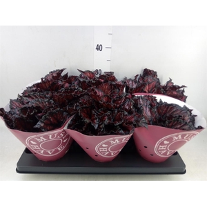 Begonia BD 'MagicColours Etna'