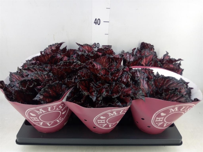 <h4>Begonia BD 'MagicColours Etna'</h4>