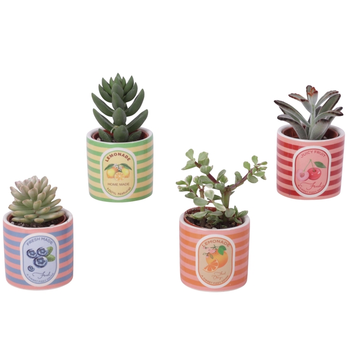 <h4>Succulenten mix Ø5,5cm in Ceramic Pot Fresh Fruit Ø07cm</h4>