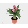 Zantedeschia pink in P&PURE Tirza ceramics