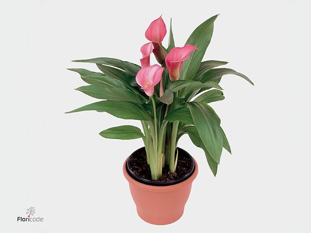 Zantedeschia pink in P&PURE Tirza ceramics