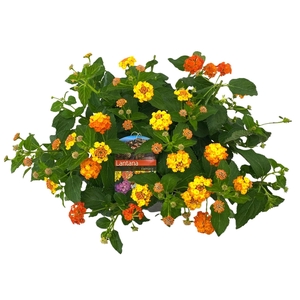Lantana camara