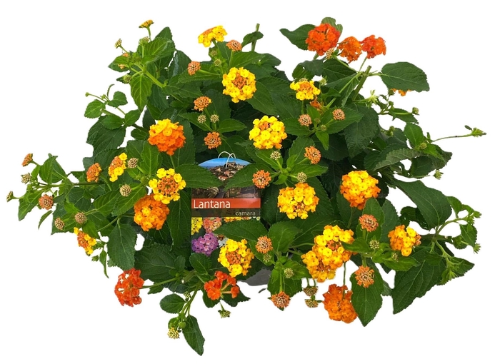 <h4>Lantana camara</h4>