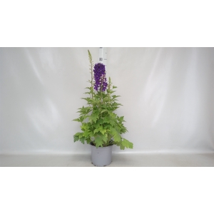 Delphinium   ...